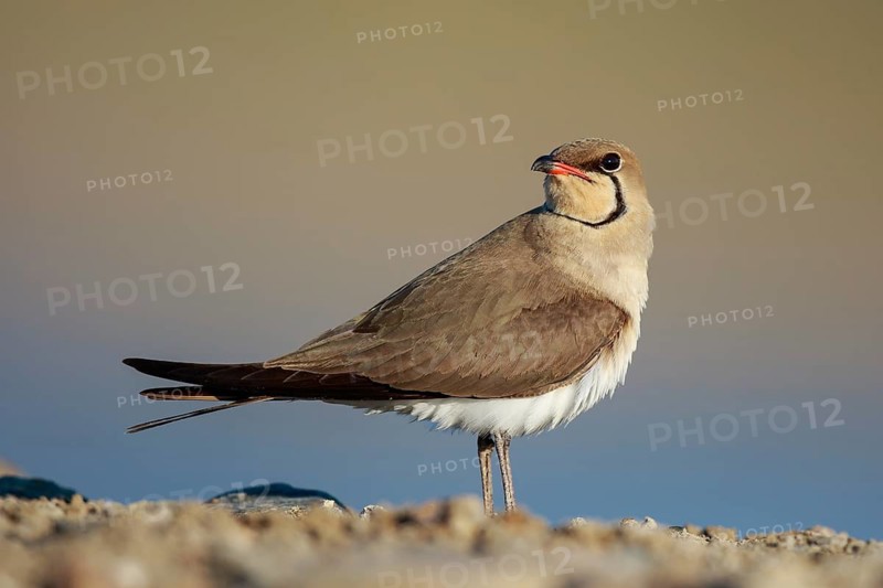 Collared Pratincole (Glareola pratincola) perched on the ground, Lesvos, Greece