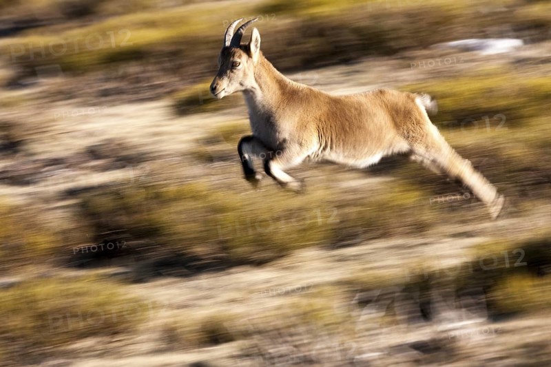 Pyrenean Ibex (Capra pyrenaica) female running and jumping, Guadarrama National Park, Spain