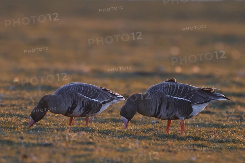 Greater White-fronted Goose (Anser albifrons) foraging, North Rhine-Westphalia, Germany
