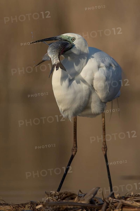 Great Egret (Ardea alba) with fish prey in beak, Subotica, Serbia
