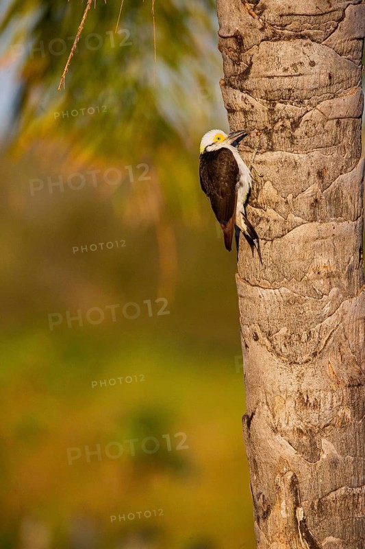 White woodpecker (Melanerpes candidus) Pantanal Brazil