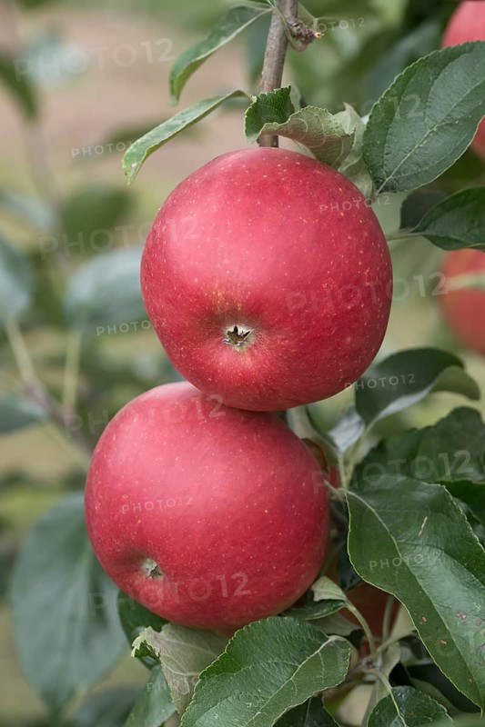 Apple (Malus domestica MAIRAC), Bayerische Landesanstalt für W, Germany