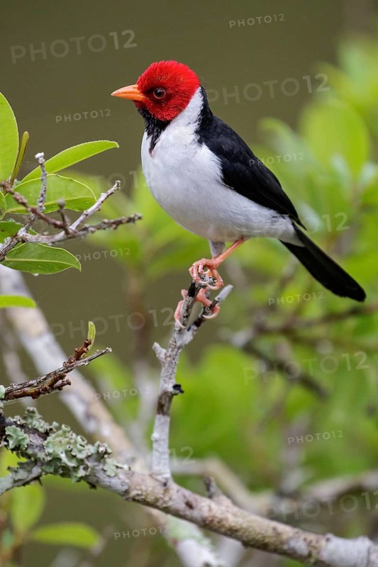 Yellow-billed Cardinal (Paroaria capitata) perched on a branch in the Pantanal region of Brazil