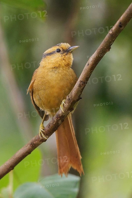 Buff-fronted Foliage-gleaner (Philydor rufum) perched on a branch in the Atlantic rainforest of southeast Brazil