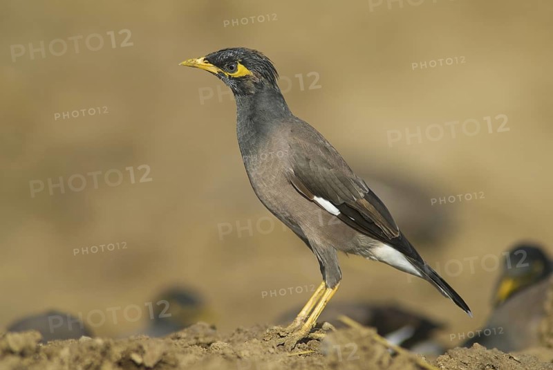 Common Myna (Acridotheres tristis), Oman