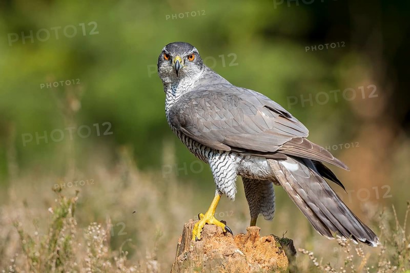 Northern Goshawk (Accipiter gentilis) male, Netherlands