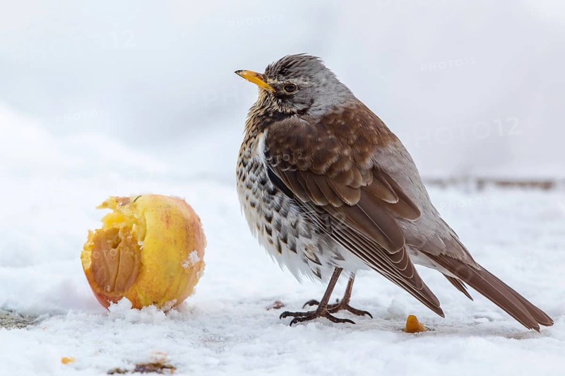 Fieldfare (Turdus pilaris) feeding on an apple, Mecklenburg-Western Pomerania, Germany