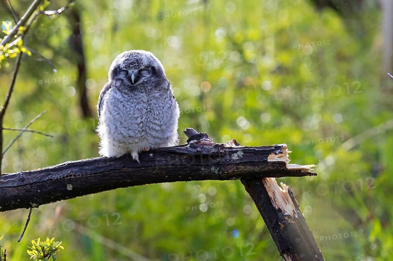Barred owl, (Surnia ulula), animals, birds, owl family, owl, perch, biotope, habitat, Varanger Bird Park, Finnmark, Norway