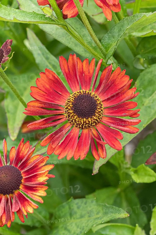 Sunflower (Helenium 'Siesta'), RHS Garden Bridgewater, Great Britain