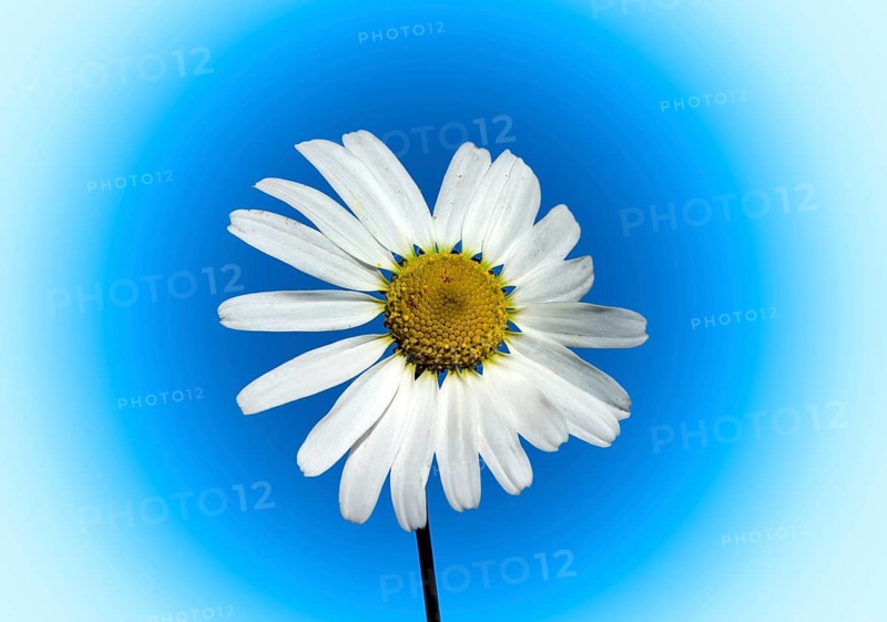 Scentless chamomile (Tripleurospermum inodorum)