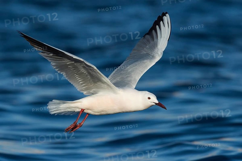 Slender-billed Gull (Chroicocephalus genei) flying, Eilat, Israel
