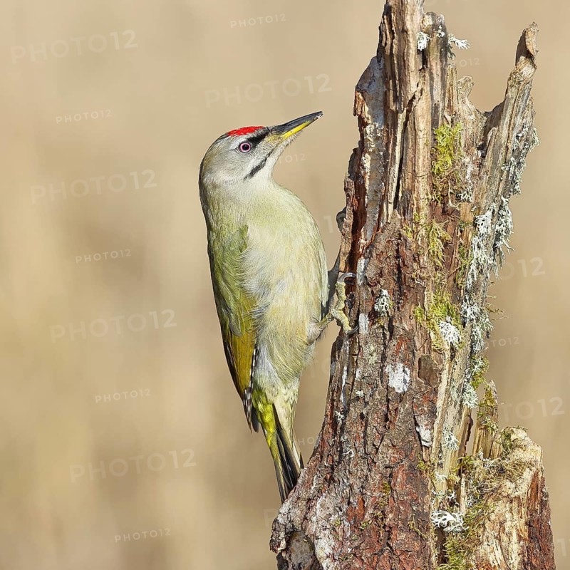 Grey-headed woodpecker (Picus canus), male sitting on a tree stump overgrown with moss and lichen, Wildlife, Woodpeckers, Birds, Nature photography, Wilnsdorf, North Rhine-Westphalia, Germany