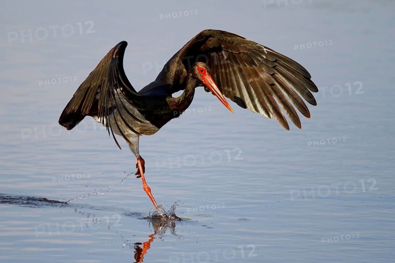 Black Stork (Ciconia nigra) flying, Greece