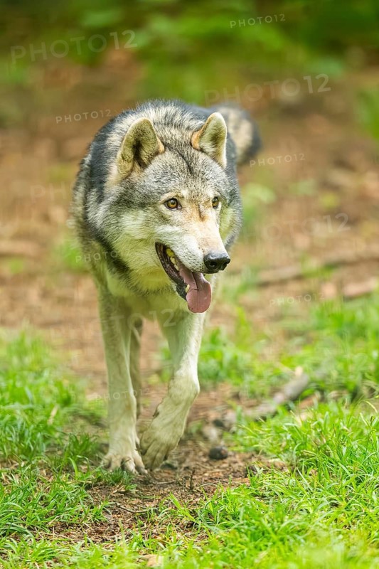 European gray wolf (Canis lupus lupus) in the forest, Germany