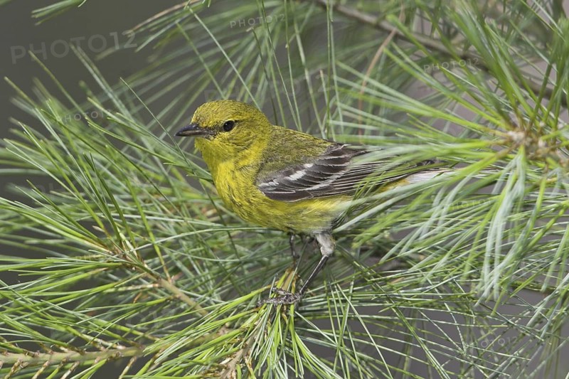 Pine Warbler (Setophaga pinus), Ontario, Canada