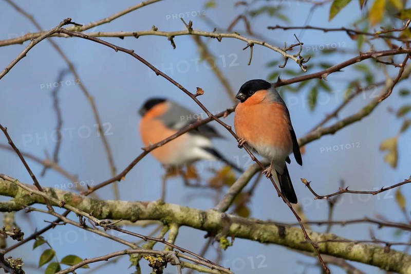 Eurasian bullfinch (Pyrrhula pyrrhula) adult male bird in a hedgerow in winter, Suffolk, England, United Kingdom