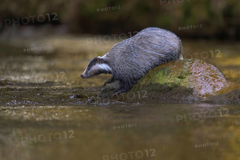European badger (Meles meles), sitting on a stone in a stream in the last light, deciduous tree is reflected in the water, Swabian Alb biosphere reserve, Baden-Württemberg, Germany