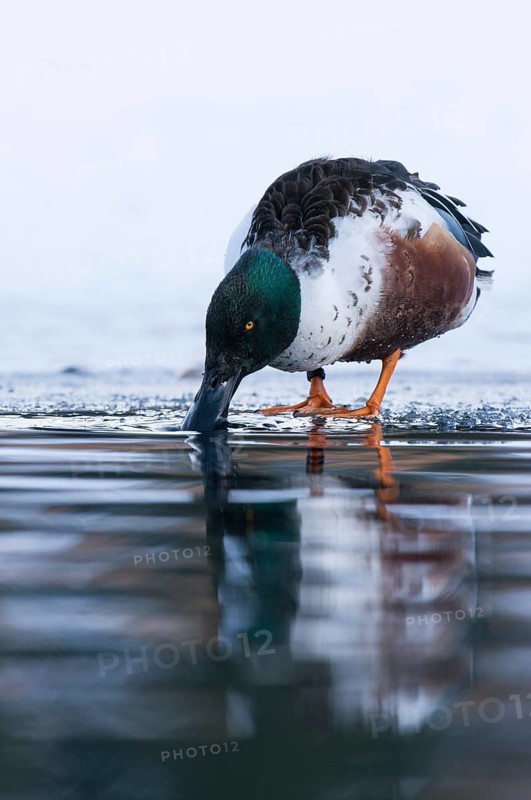 Northern Shoveler (Spatula clypeata) male, Grisons, Switzerland