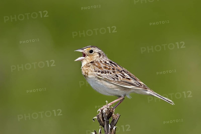 Grasshopper Sparrow Ammodramus savannarum Appleton, Chippawa County, Minnesota, Unites States 30 May Adult Male EMBERIZIDAE