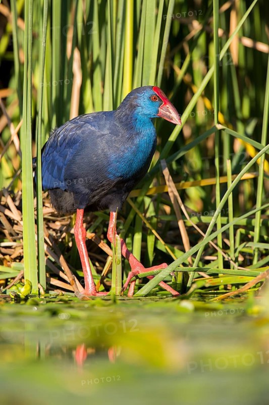 Western Swamphen (Porphyrio porphyrio) foraging, Extremadura, Spain