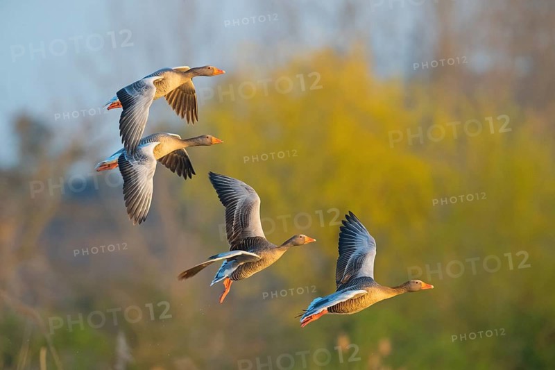 Greylag goose, Anser Anser, flight photo, side view, four birds, group, Wagbachniederung, Baden-W¸rttemberg, Germany