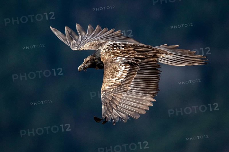 Bearded Vulture (Gypaetus barbatus) juvenile flying, Aragon, Spain