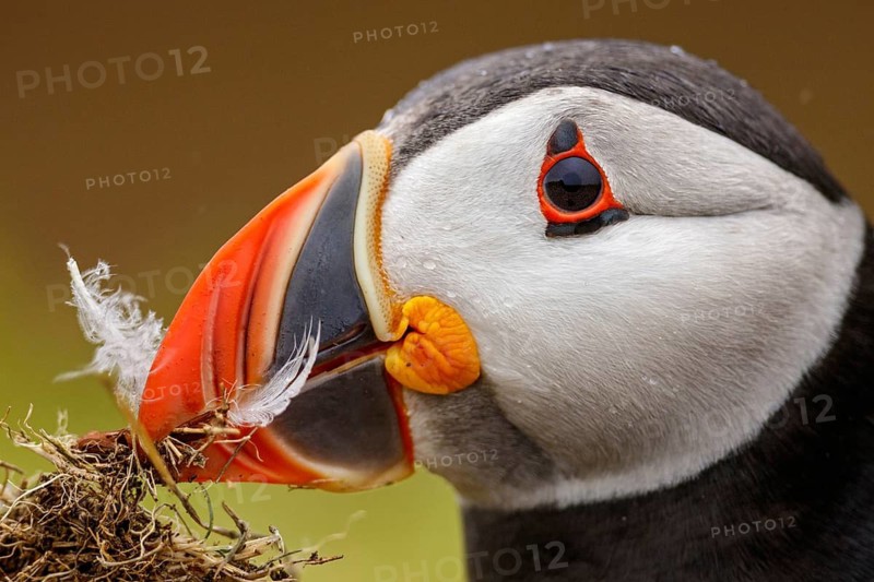Atlantic Puffin (Fratercula arctica), Wales, United Kingdom