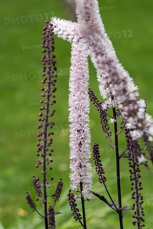 Silver primrose (Actaea simplex 'Chocoholic'),  Germany