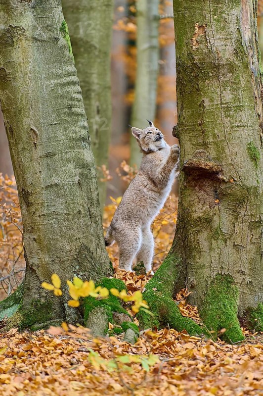 Eurasian lynx (Lynx lynx), climbing on tree trunk in autumn