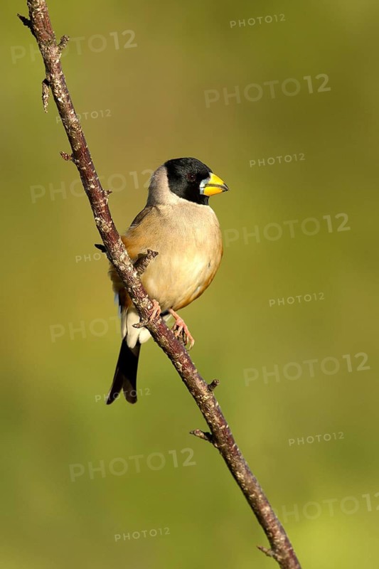 Chinese Grosbeak (Eophona migratoria) male perched on a branch, Ishikawa, Japan