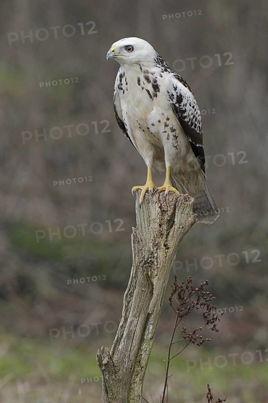 Mäusebussard, lat. Buteo buteo; helle Farbvariante; auf Weidepfahl