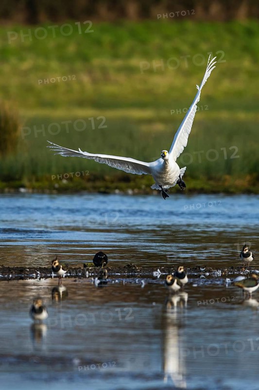 Tundra Swan, Bewick's Swan, Cygnus columbianus in flight at winter in Slimbridge, England, United Kingdom