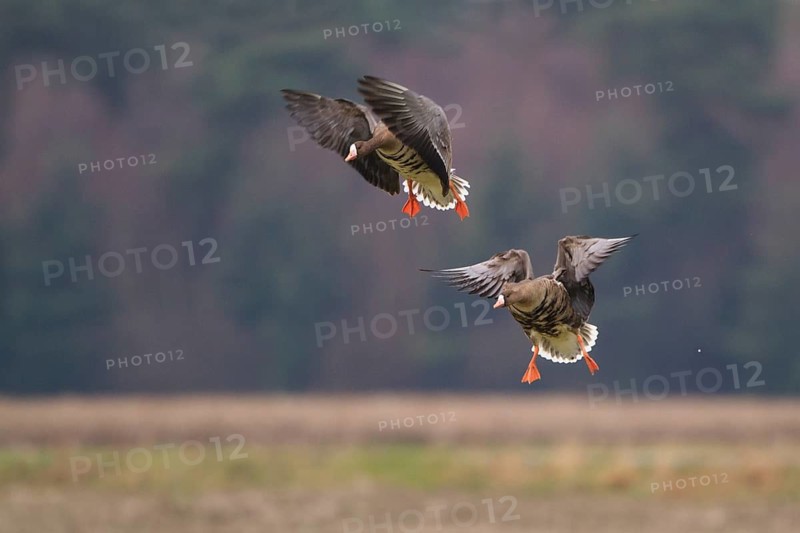 Greater White-fronted Goose (Anser albifrons) flying, North Rhine-Westphalia, Germany