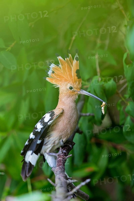 Hoopoe, (Upupa epops), animals, birds, family of tree hoopoes, on perch with prey, Großkarlbach, Bad Dürkheim district, Rhineland-Palatinate, Germany