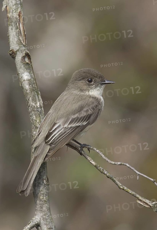 Eastern Phoebe (Sayornis phoebe), Ohio, USA