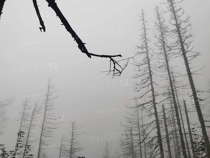 Bare trees and branches in dense fog create a gloomy atmosphere, dead spruces (picea), climate change Zakopane, hiking in the High Tatras National Park, Carpathians, Poland