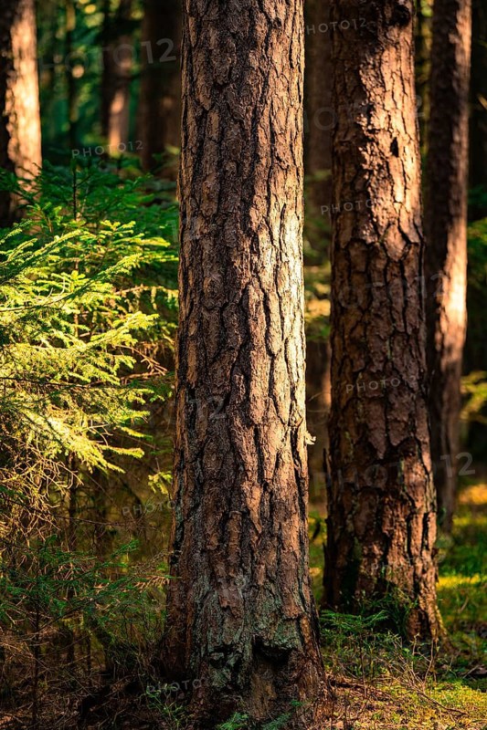 Light on tree trunks in a cool forest, Calw, Black Forest, Germany