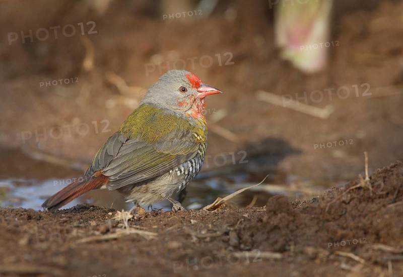 Green-winged Pytilia (Pytilia melba) male, Khomas, Namibia