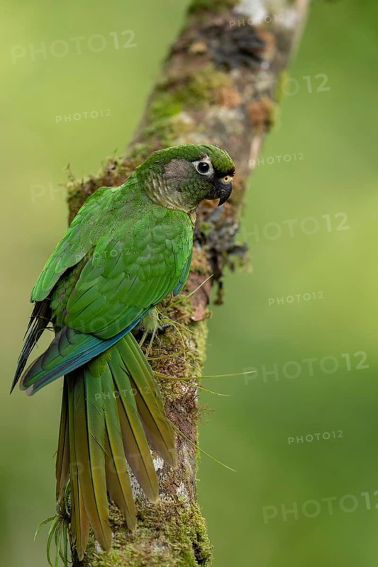 Maroon-bellied Parakeet (Pyrrhura frontalis) perched on a branch, Atlantic rainforest, Brazil