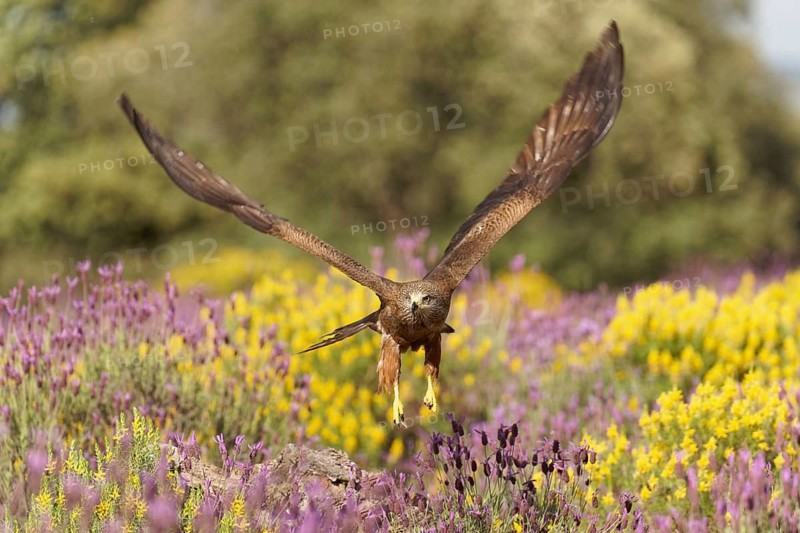 Black kite (Milvus migrans) flying over maquis with crested lavender (Lavendula stoechs) and broom, Castilla-La Mancha, Spain