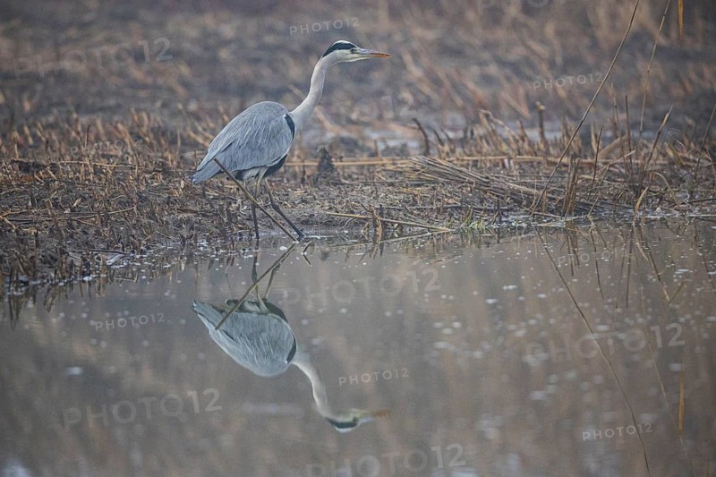 Grey heron (Ardea cinerea) Germany