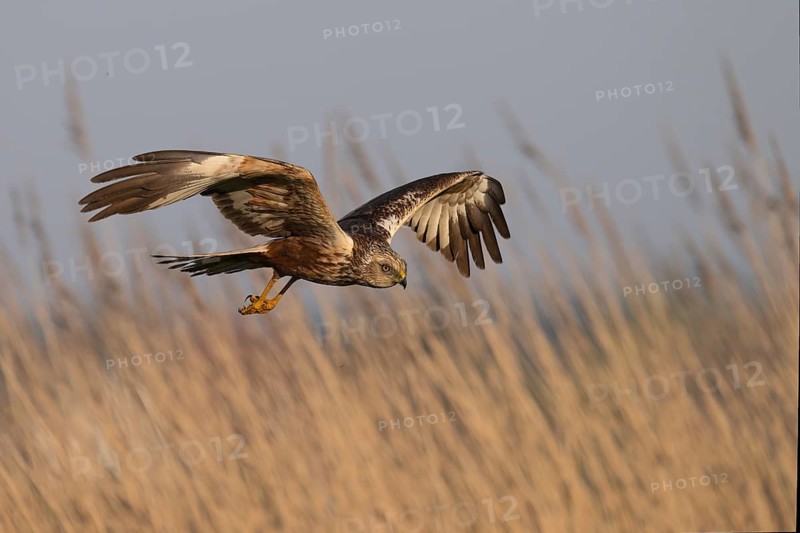 Marsh harrier (Circus aeruginosus), Texel, Netherlands
