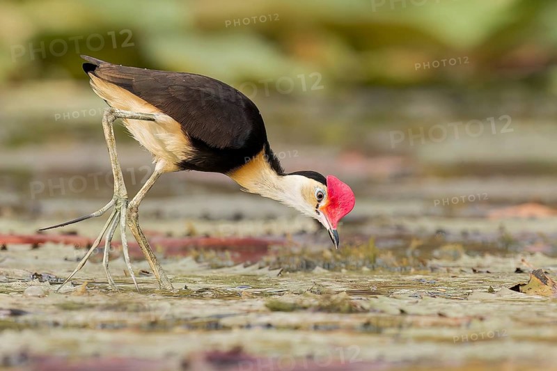 Comb-crested Jacana (Irediparra gallinacea) in a wetland area in Papua New Guinea