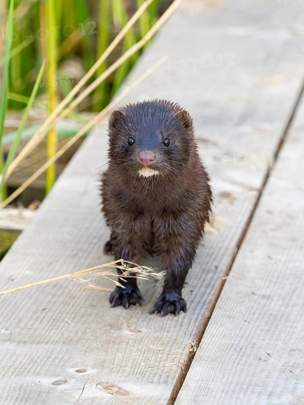 A mink looks interested