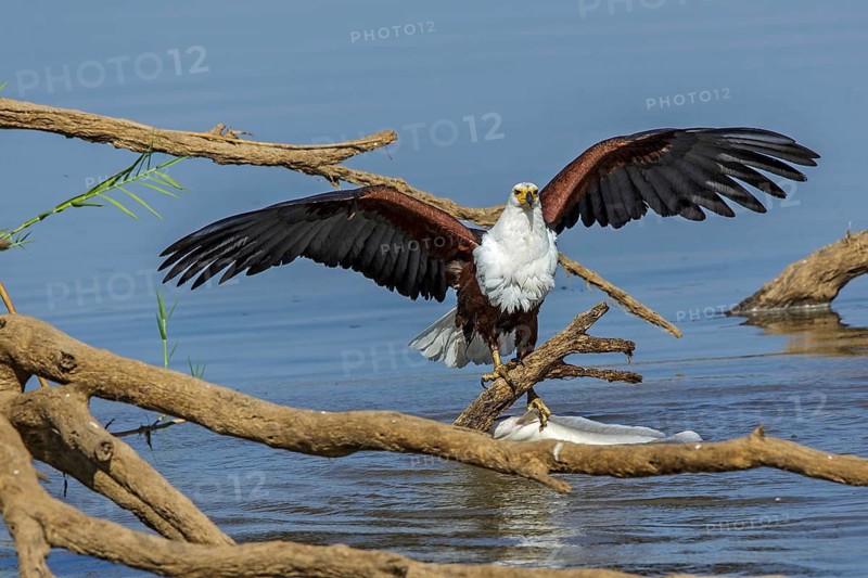 Black eagle hunting, prey, fish, (Haliaeetus vocifer), Africa, Zambia