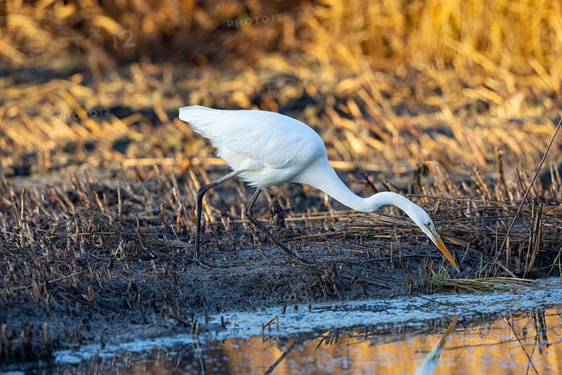Great White Egret (Egretta alba) Germany