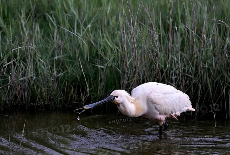 Spoonbill (Platalea leucorodia) looking for food in shallow water with drops of water in its open beak. Texel, North Holland, Netherlands