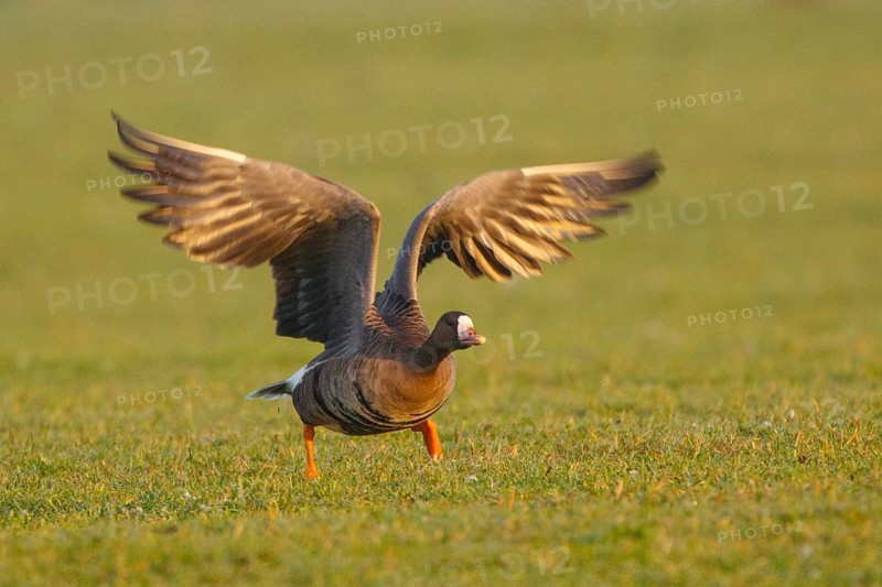 Greater White-fronted Goose (Anser albifrons) flying, North Rhine-Westphalia, Germany