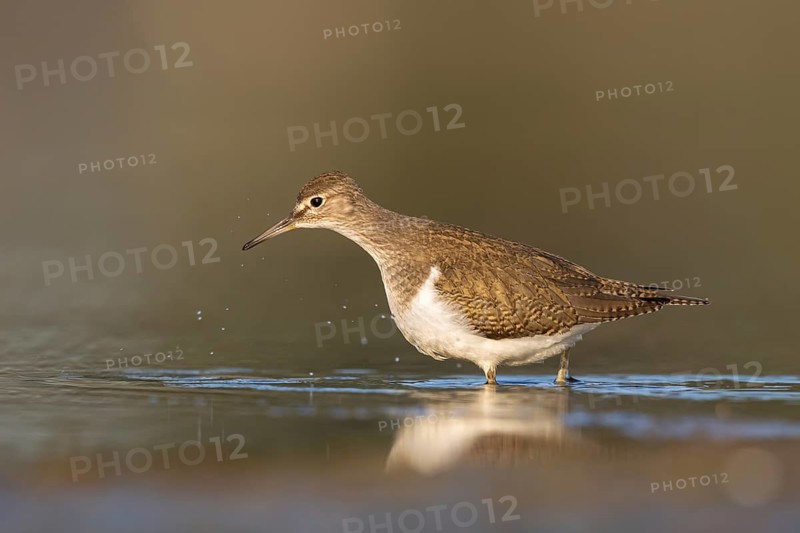 Common Sandpiper (Actitis hypoleucos), North Rhine-Westphalia, Germany