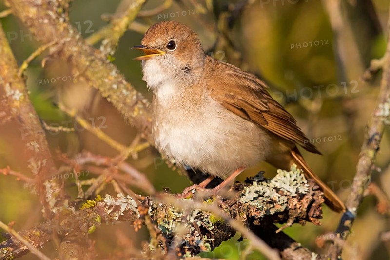 Nightingale, (Luscinia megarhynchos), animals, bird, songbird, family of passerines, classification as thrush and flycatcher, Nahe valley, Bad Kreuznach district, Rhineland-Palatinate, Federal Republic of Germany